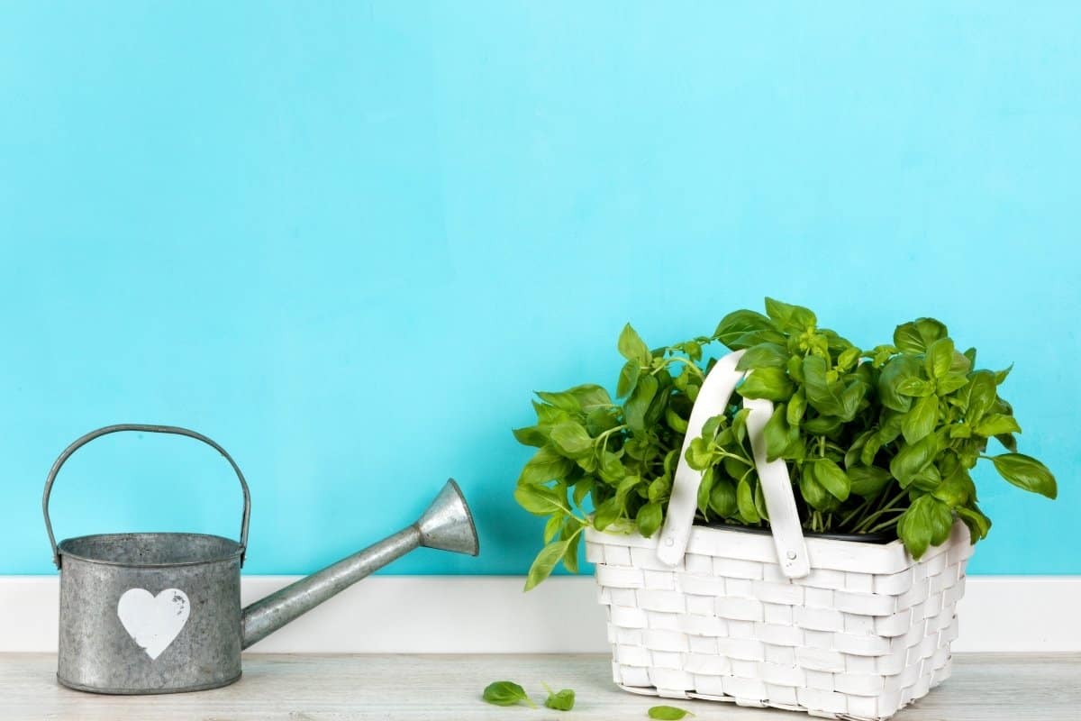 How Often Do You Water Basil Plant