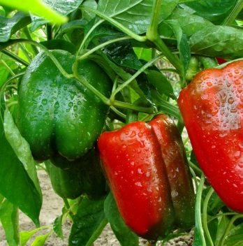 How To Cross Breed Pepper Plants Helpful Guidelines