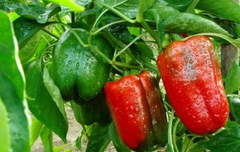 How To Cross Breed Pepper Plants Helpful Guidelines