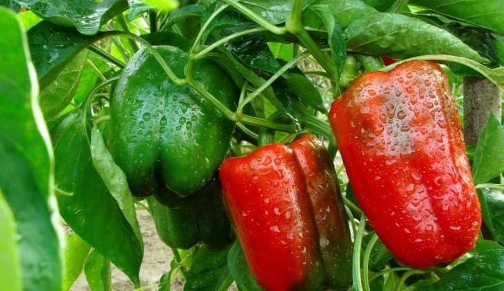 How To Cross Breed Pepper Plants Helpful Guidelines