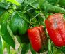 How To Cross Breed Pepper Plants Helpful Guidelines