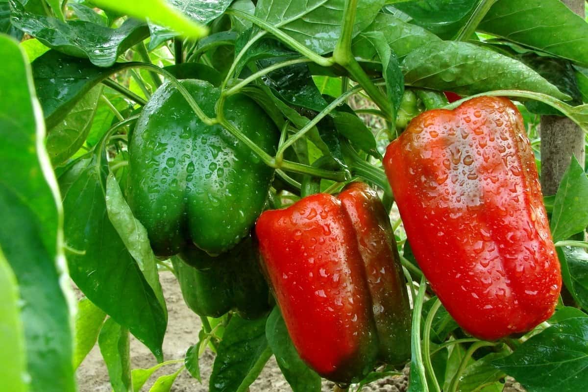 How To Cross Breed Pepper Plants Helpful Guidelines