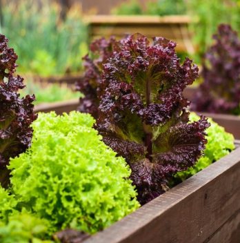 How To Grow Salad Bowl Lettuce In Containers