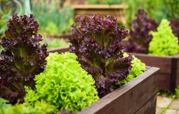 How To Grow Salad Bowl Lettuce In Containers