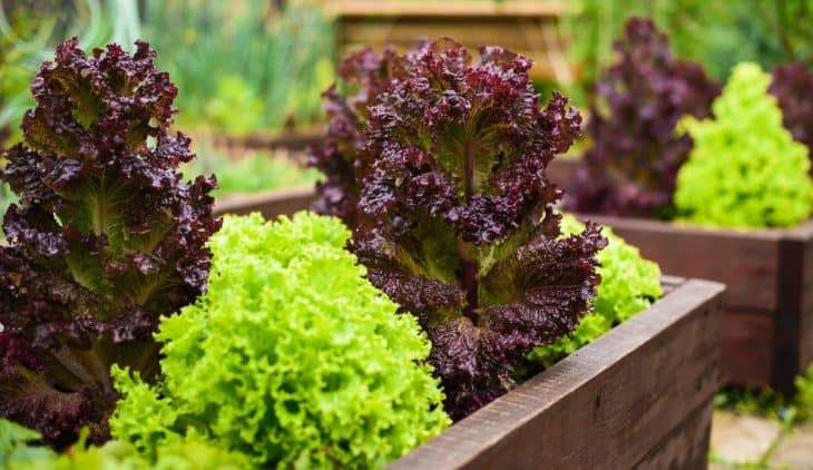 How To Grow Salad Bowl Lettuce In Containers