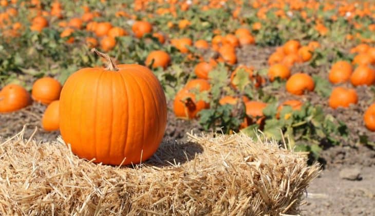 How To Know When A Pumpkin Is Ripe