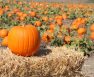 How To Know When A Pumpkin Is Ripe