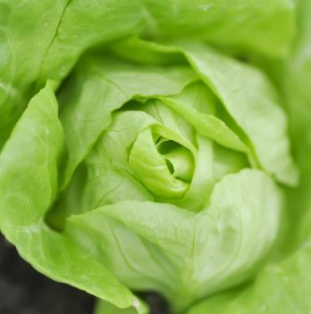 Is Boston Lettuce The Same As Butter Lettuce