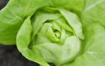 Is Boston Lettuce The Same As Butter Lettuce