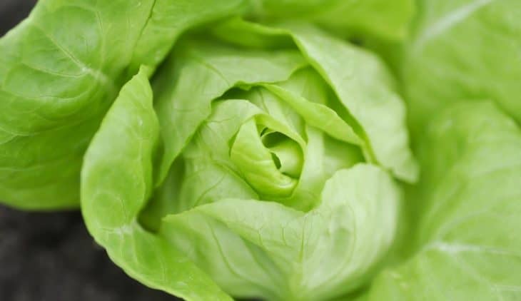 Is Boston Lettuce The Same As Butter Lettuce