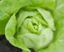 Is Boston Lettuce The Same As Butter Lettuce