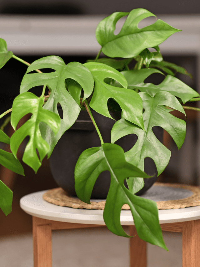 KJ 2021 10 27T084646.096