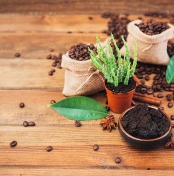 List Of Vegetables That Like Coffee Grounds