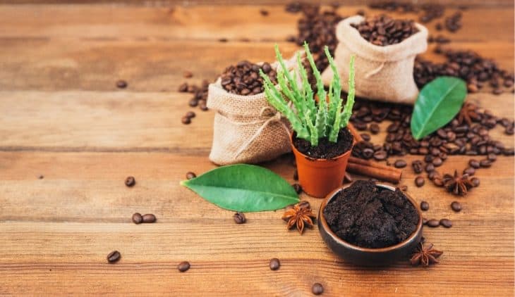 List Of Vegetables That Like Coffee Grounds