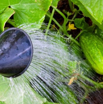 Over Watering Cucumbers