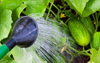 Over Watering Cucumbers