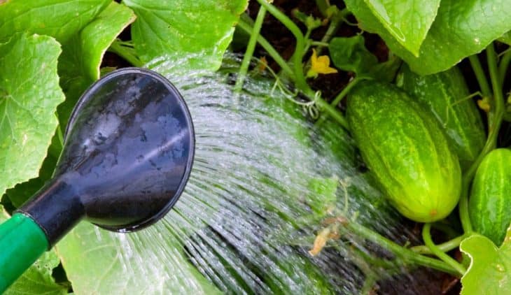 Over Watering Cucumbers