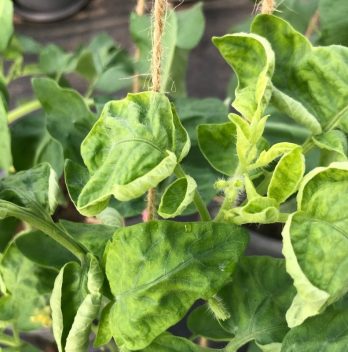 Tomato Plant Diseases Curled Leaves And Possible Remedies