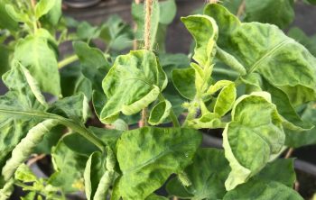 Tomato Plant Diseases Curled Leaves And Possible Remedies