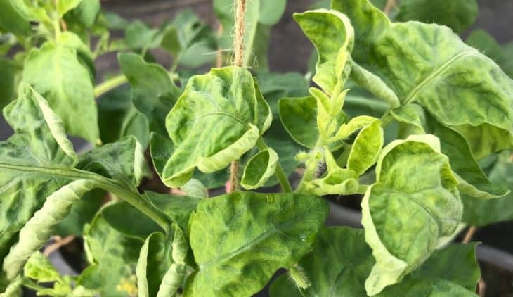 Tomato Plant Diseases Curled Leaves And Possible Remedies