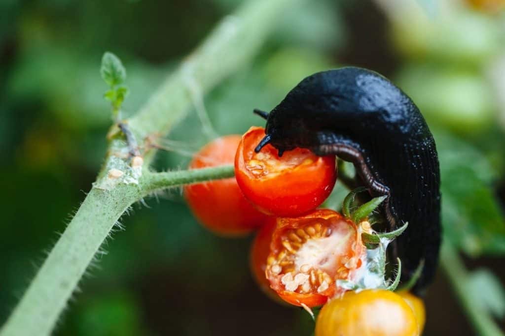 simple-ways-to-get-rid-of-tomato-hornworms-life-is-just-ducky-in-2020