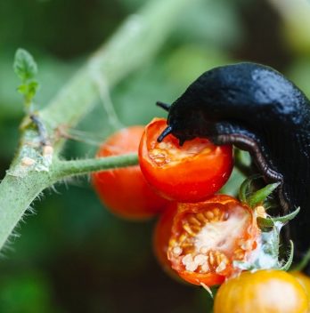 Types Of Worms That Eat Tomato Plants