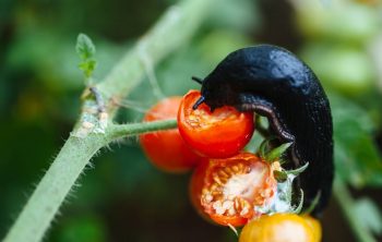 Types Of Worms That Eat Tomato Plants