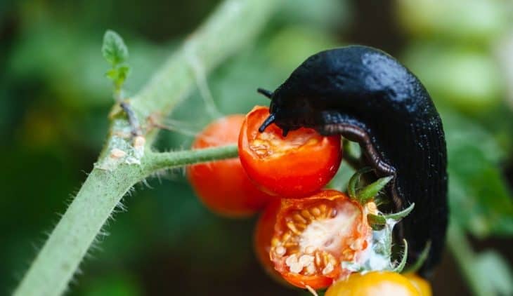 Types Of Worms That Eat Tomato Plants