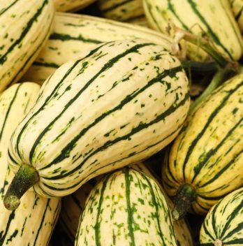 When To Harvest Delicata Squash