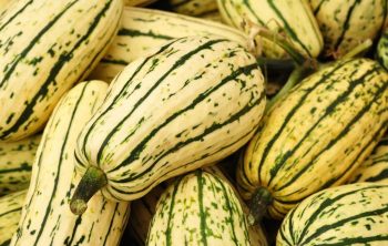 When To Harvest Delicata Squash