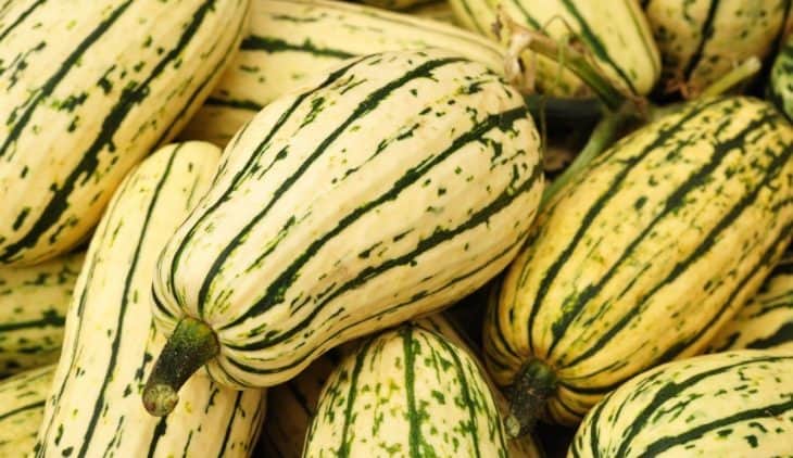 When To Harvest Delicata Squash