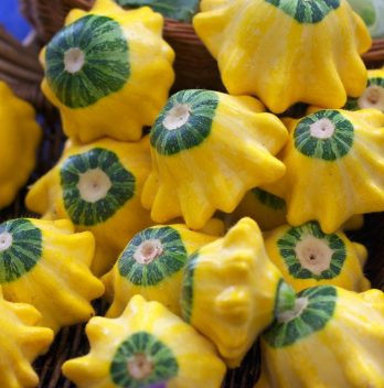 When To Harvest Patty Pan Squash