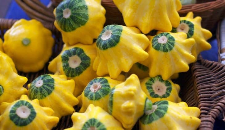 When To Harvest Patty Pan Squash