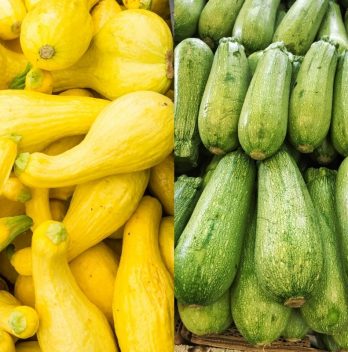 Yellow Squash vs Zucchini