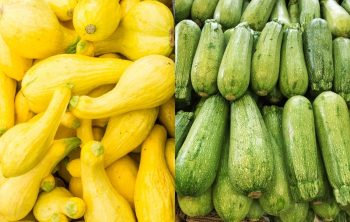 Yellow Squash vs Zucchini