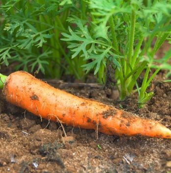 A Guide On Planting Carrots In The Fall