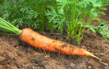 A Guide On Planting Carrots In The Fall