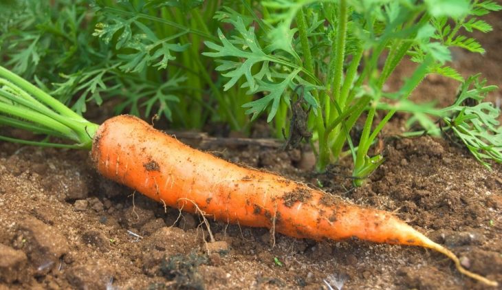 A Guide On Planting Carrots In The Fall