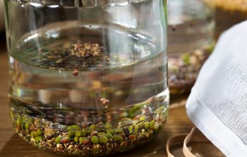 soak beans before planting