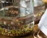 soak beans before planting