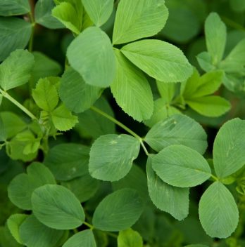 Alfalfa Meal Fertilizer Benefits