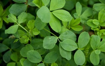 Alfalfa Meal Fertilizer Benefits