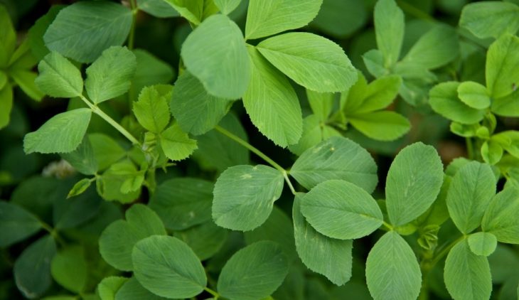 Alfalfa Meal Fertilizer Benefits