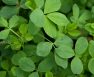 Alfalfa Meal Fertilizer Benefits