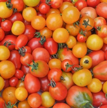 Are Cherry Tomatoes The Same As Grape Tomatoes?