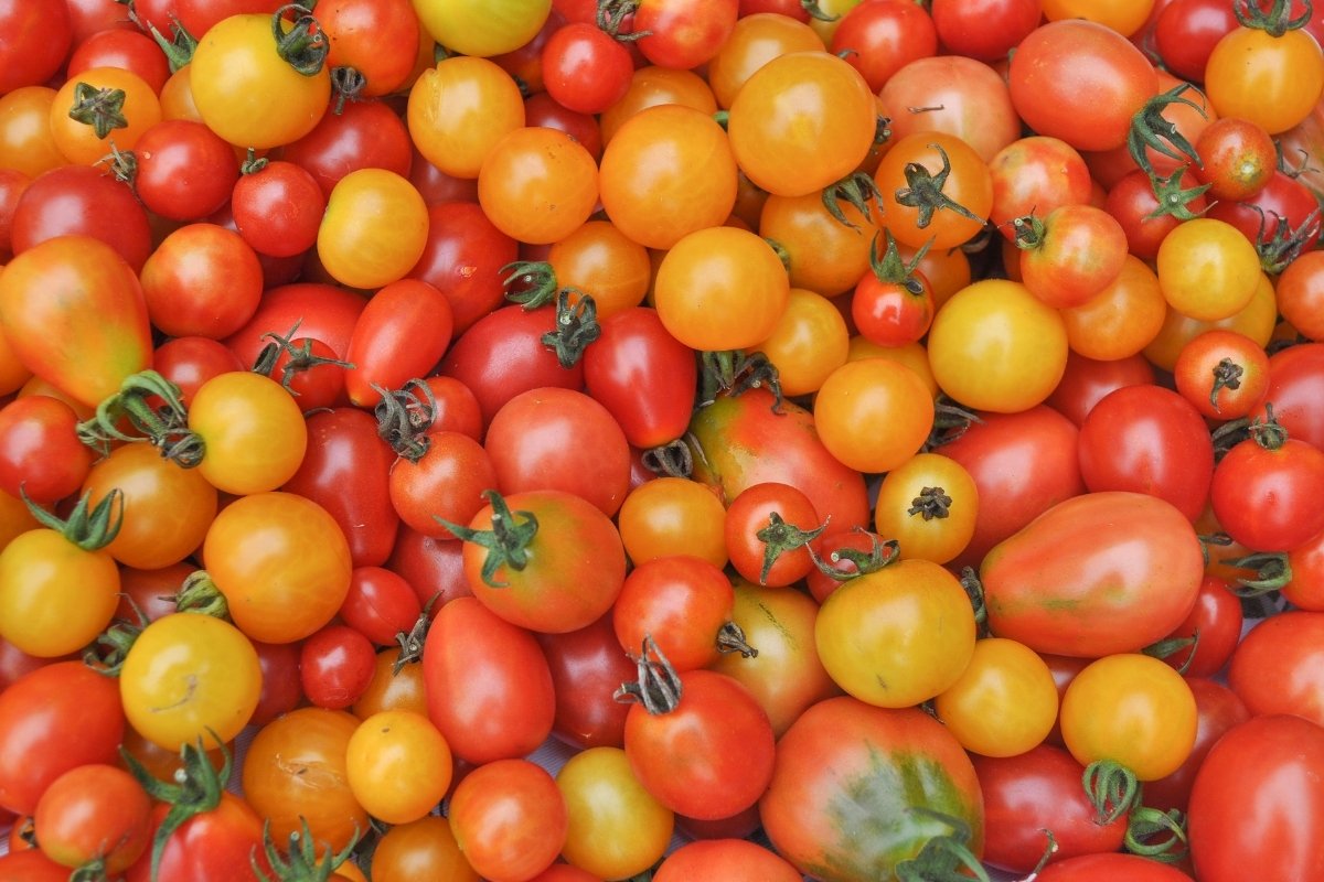 Are Cherry Tomatoes The Same As Grape Tomatoes?