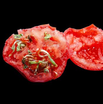 Can You Eat A Tomato With Seeds Sprouting Inside