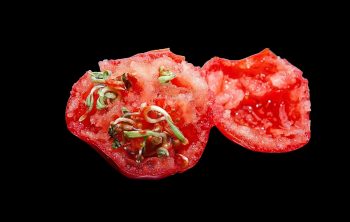 Can You Eat A Tomato With Seeds Sprouting Inside