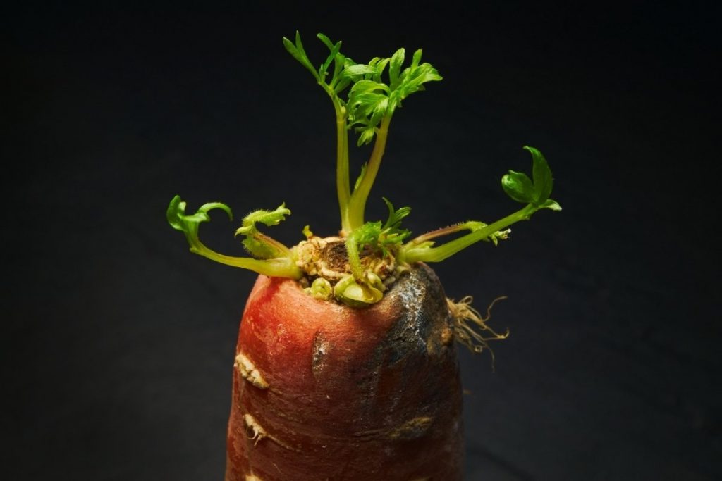 can-you-eat-carrots-that-have-sprouted-grower-today