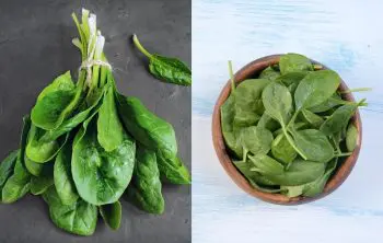 Differences Between Baby Spinach And Regular Spinach